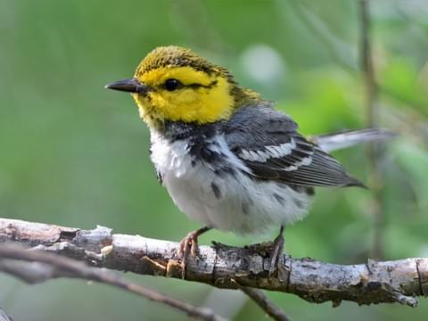 Image result for golden cheeked warbler